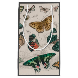 Antieke Vlinder Illustratie: 1820 Goudsmid Klein Cadeauzakje