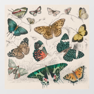 Antieke Vlinder Illustratie: 1820 Goudsmid Raamsticker