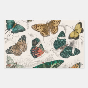 Antieke Vlinder Illustratie: 1820 Goudsmid Rechthoekige Sticker