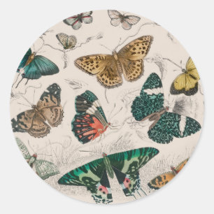 Antieke Vlinder Illustratie: 1820 Goudsmid Ronde Sticker