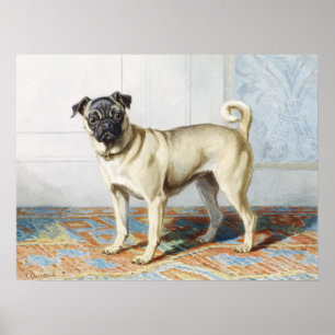 Antieke waterverfdruk van een pug-hond poster
