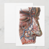 Antieke wetenschap Menselijke anatomie, gezicht me (Voorkant / Achterkant)