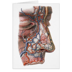 Antieke wetenschap Menselijke anatomie, gezicht me