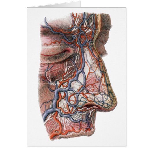 Antieke wetenschap Menselijke anatomie, gezicht me (Voorkant)