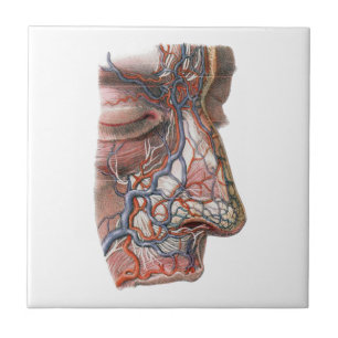 Antieke Wetenschap Menselijke Anatomie, Gezicht me Tegeltje