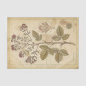 Antieke Wetenschappelijke Herbarium Botanische Tissuepapier (Voorkant)