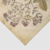 Antieke Wetenschappelijke Herbarium Botanische Tissuepapier (Detail)