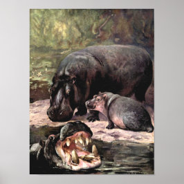 Antieke Wilde Dieren, Nijlpaard door CE Swan Poster