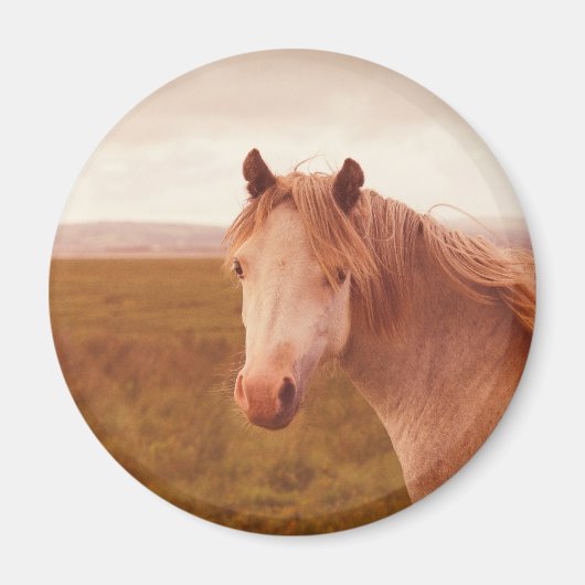 Antieke wilde paard magneet (Voorkant)