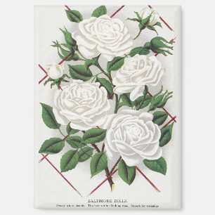 Antieke Witte Klimroos Victorians Tuin Magneet
