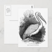 Antieke Witte Pelikaan Briefkaart (Voorkant / Achterkant)