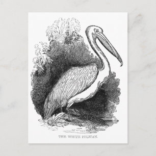 Antieke Witte Pelikaan Briefkaart