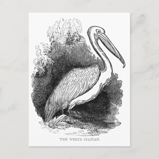 Antieke Witte Pelikaan Briefkaart (Voorkant)