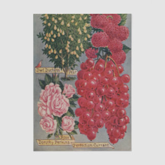 Antieke zaadcatalogus, Dorothy Perkins Roos, Fruit Tissuepapier