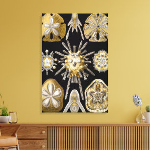 Antieke Zee-egels Zanddollars door Ernst Haeckel Canvas Afdruk