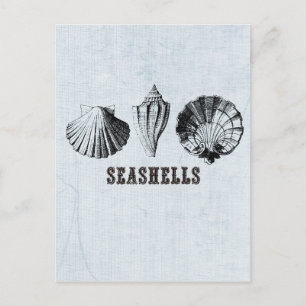 Antieke Zeeschelpen Briefkaart