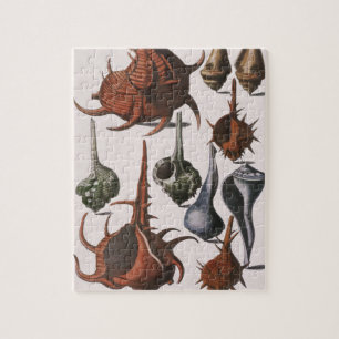 Antieke zeeschelpen, zeeleven, zeeschelpen van de  legpuzzel