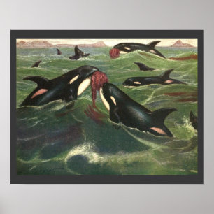 Antieke zwaardwalvissen of orka's, zeezoogdieren poster