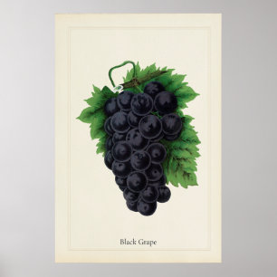 Antieke Zwarte Druiven Botanische Culinaire Kunstp Poster