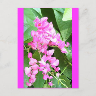 Antigonon leptopus of Coral Vine Briefkaart