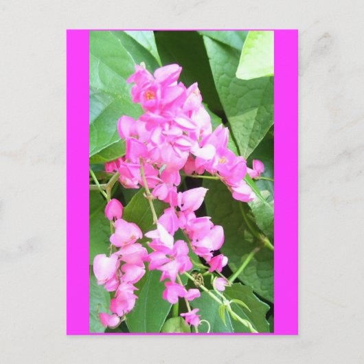 Antigonon leptopus of Coral Vine Briefkaart (Voorkant)