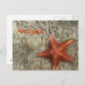 Antigua Starfish Briefkaart (Voorkant / Achterkant)
