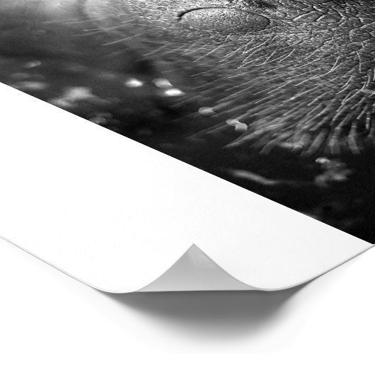 Antilleaanse manatee poster (Hoek)