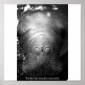 Antilleaanse manatee poster (Voorkant)