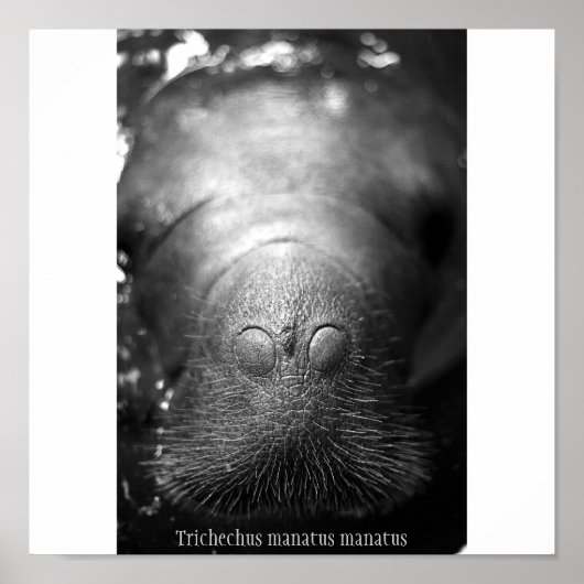 Antilleaanse manatee poster (Voorkant)
