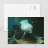 Antillean Manatee Briefkaart (Voorkant / Achterkant)