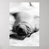 Antillean Manatee Poster (Voorkant)