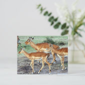 antilope briefkaart (Staand voorkant)