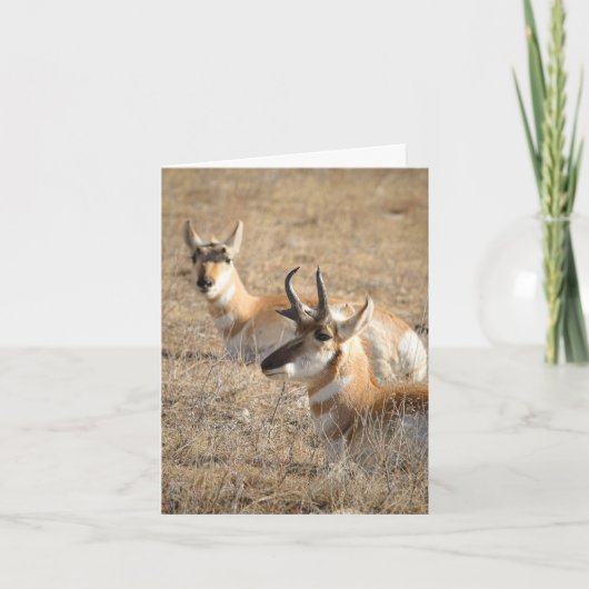 Antilope ochtend - bedankkaart kaart (Voorkant)