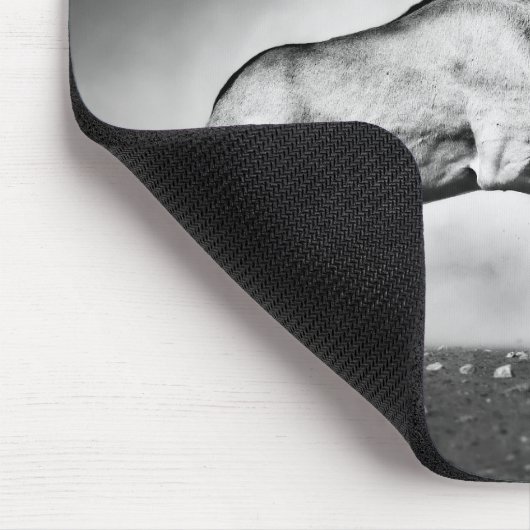 Antilopen die Muismat bestrijden (Hoek)