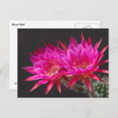 Antimaterie Cactus Bloedduur twee Briefkaart (Voorkant / Achterkant)