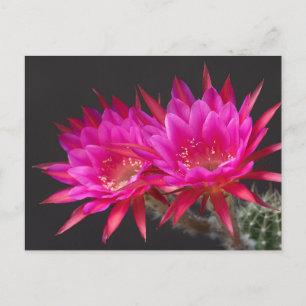 Antimaterie Cactus Bloedduur twee Briefkaart