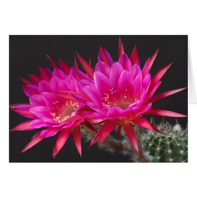 Antimaterie keer twee (Voorkant Horizontaal)