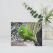 Antipodes Island Parakeet Briefkaart (Staand voorkant)