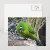 Antipodes Island Parakeet Briefkaart (Voorkant / Achterkant)