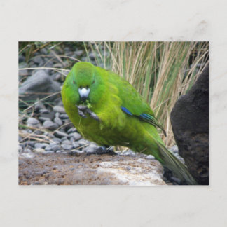 Antipodes Island Parakeet Briefkaart