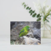 Antipodes Island Parakeet Briefkaart (Staand voorkant)