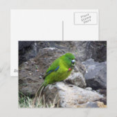 Antipodes Island Parakeet Briefkaart (Voorkant / Achterkant)