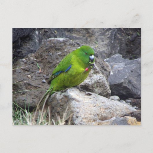 Antipodes Island Parakeet Briefkaart (Voorkant)