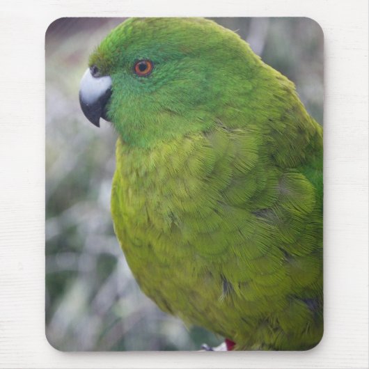 Antipodes Island Parakeet Muismat (Voorkant)