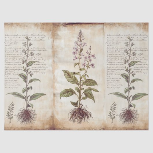 Antique Botanical Herbs Decoupage Tissuepapier (Voorkant)