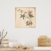 Antique Botanical Print Poster Passion Fower (Keuken)