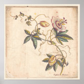 Antique Botanical Print Poster Passion Fower (Voorkant)