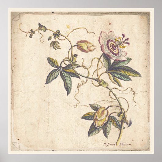 Antique Botanical Print Poster Passion Fower (Voorkant)