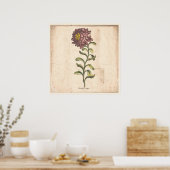 Antique Botanical Print Poster Purple Aster (Keuken)