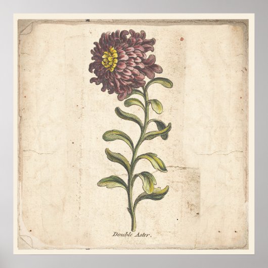 Antique Botanical Print Poster Purple Aster (Voorkant)